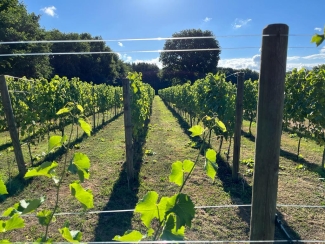De wijnmakers van het Gooi